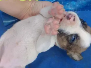 Cachorro raça Vira lata  idade 2 a 6 meses nome Nome indefinido 