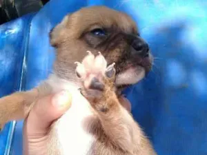 Cachorro raça Vira lata idade 2 a 6 meses nome Nome indefinido 