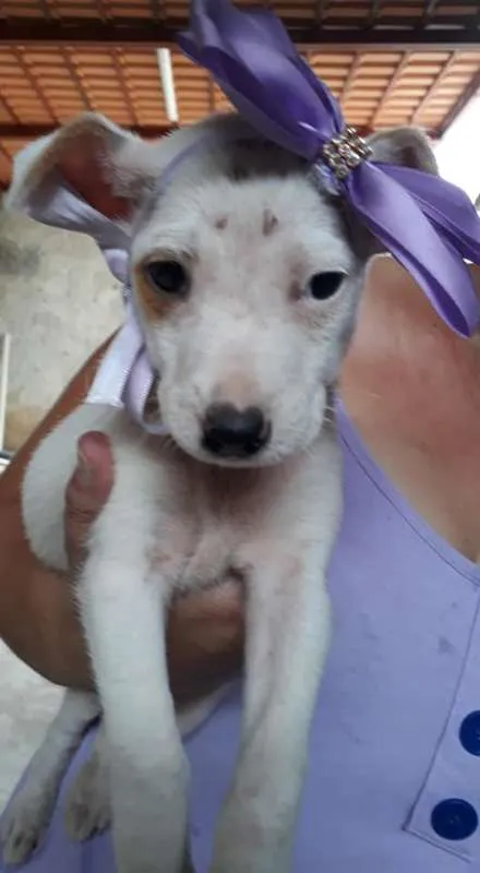 Cachorro ra a srd idade 2 a 6 meses nome filhote