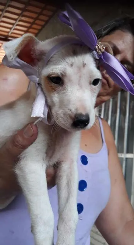 Cachorro ra a srd idade 2 a 6 meses nome filhote