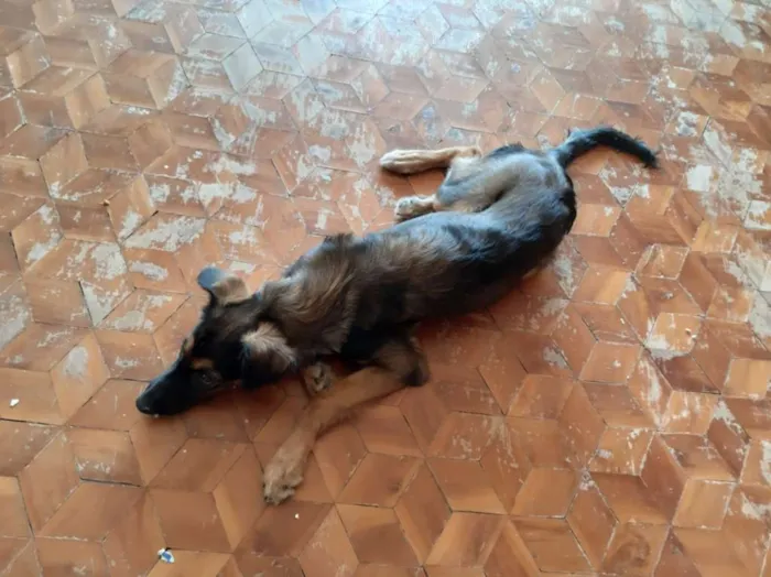 Cachorro ra a Viralata idade 7 a 11 meses nome Diana