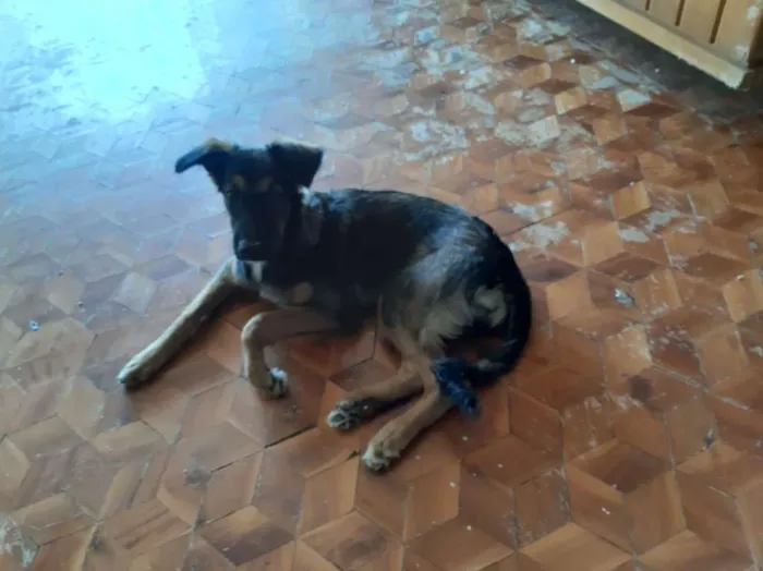 Cachorro ra a Viralata idade 7 a 11 meses nome Diana