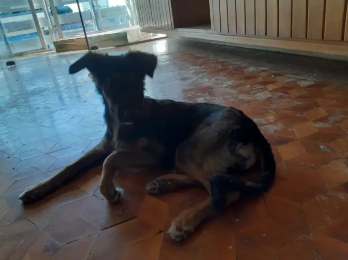 Cachorro ra a Viralata idade 7 a 11 meses nome Diana