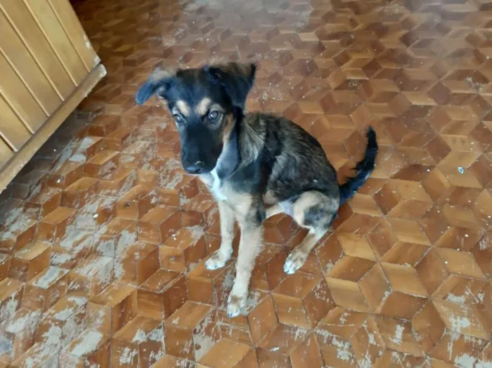 Cachorro ra a Viralata idade 7 a 11 meses nome Diana