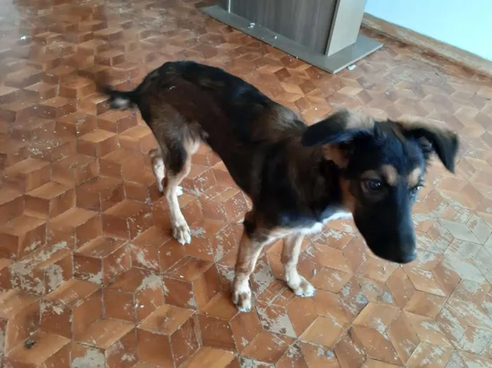 Cachorro ra a Viralata idade 7 a 11 meses nome Diana