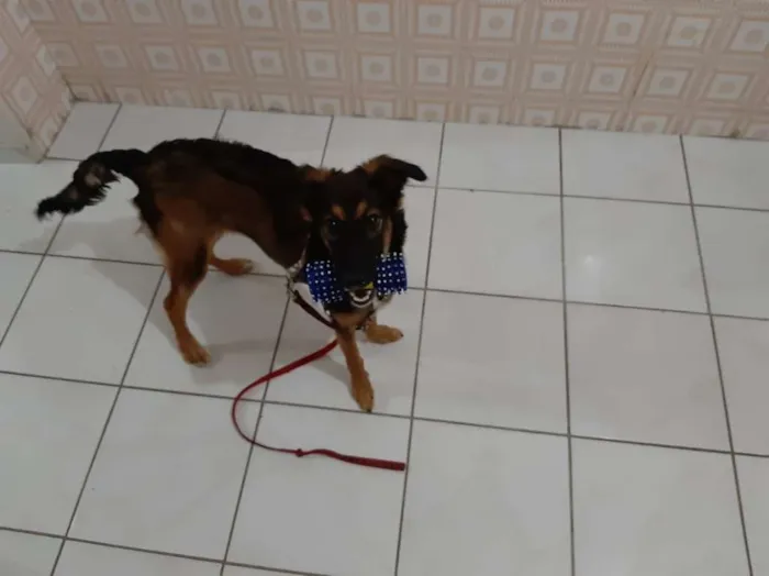 Cachorro ra a Viralata idade 7 a 11 meses nome Diana