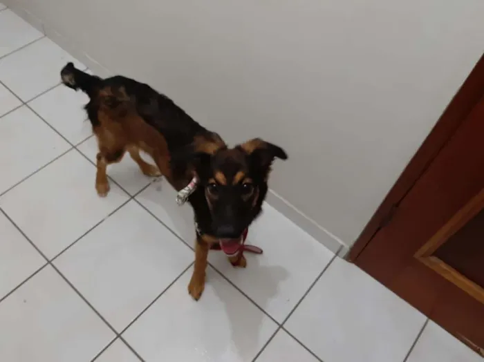 Cachorro ra a Viralata idade 7 a 11 meses nome Diana