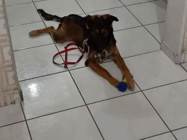 Cachorro ra a Viralata idade 7 a 11 meses nome Diana