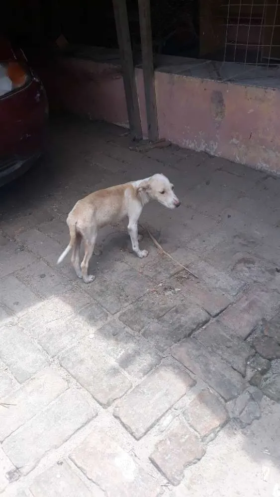 Cachorro ra a Mistiço idade 2 a 6 meses nome Sem nome