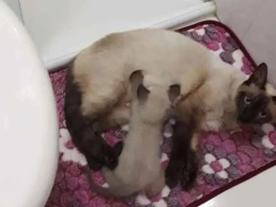 Gato raça Siamês idade Abaixo de 2 meses nome filhotes