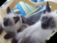 filhotes