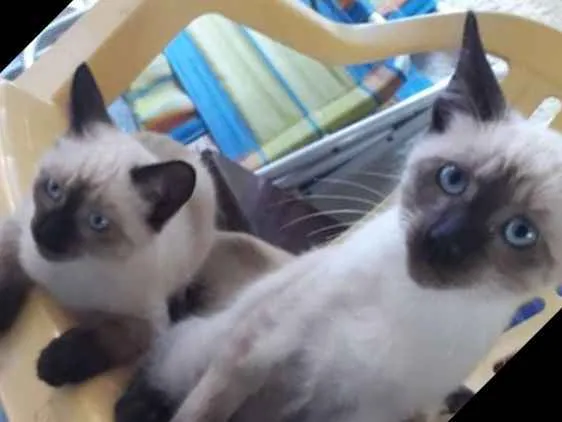 Gato raça Siamês idade Abaixo de 2 meses nome filhotes
