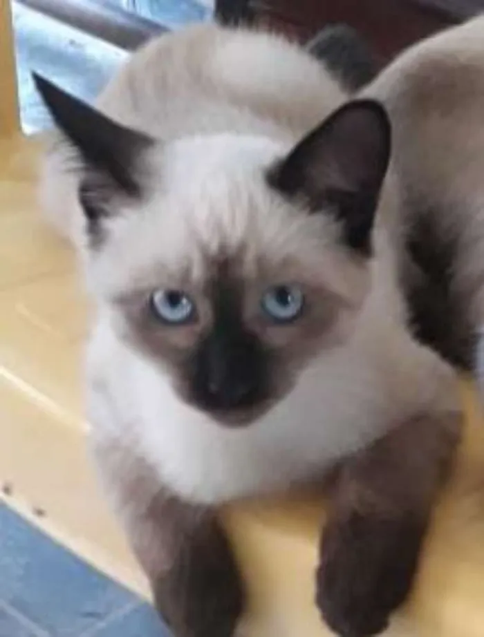 Gato raça Siamês idade Abaixo de 2 meses nome filhotes