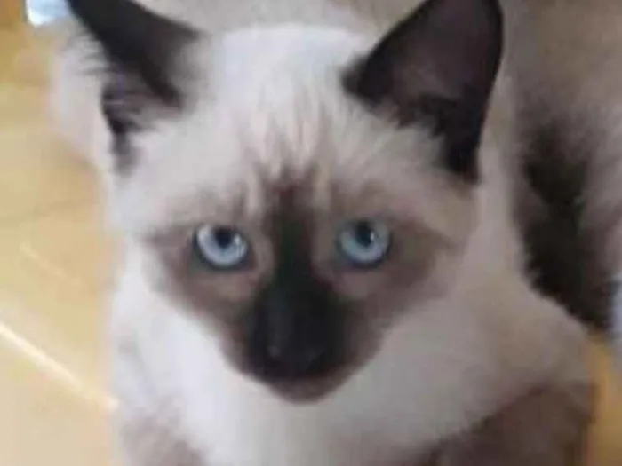 Gato raça Siamês idade Abaixo de 2 meses nome filhotes