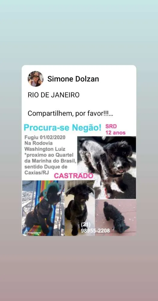 Cachorro ra a mestiço  idade 6 ou mais anos nome negão 