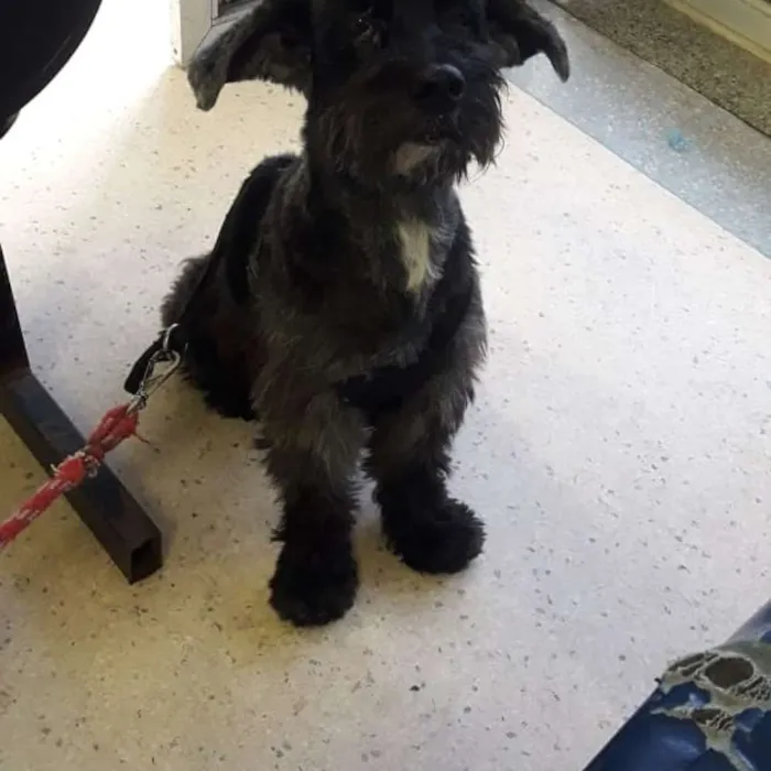 Cachorro ra a mestiço  idade 6 ou mais anos nome negão 