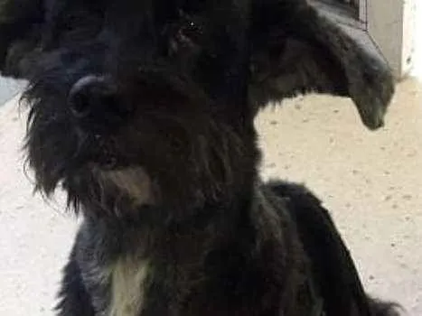 Cachorro ra a mestiço  idade 6 ou mais anos nome negão 