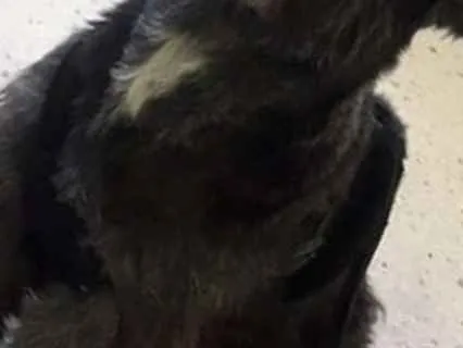 Cachorro ra a mestiço  idade 6 ou mais anos nome negão 