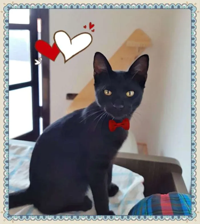 Gato ra a SRD idade 2 a 6 meses nome Petruquio