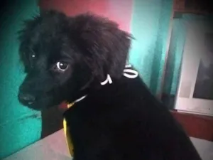 Cachorro raça Mestiço  idade 2 a 6 meses nome Sem nome