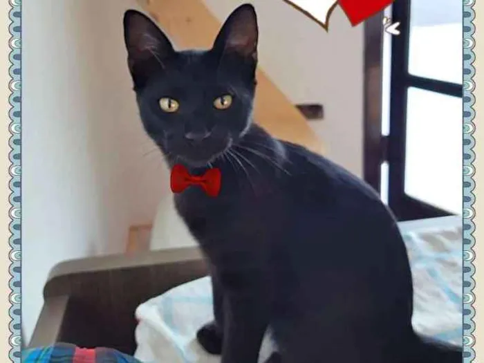 Gato ra a SRD idade 2 a 6 meses nome Petruquio
