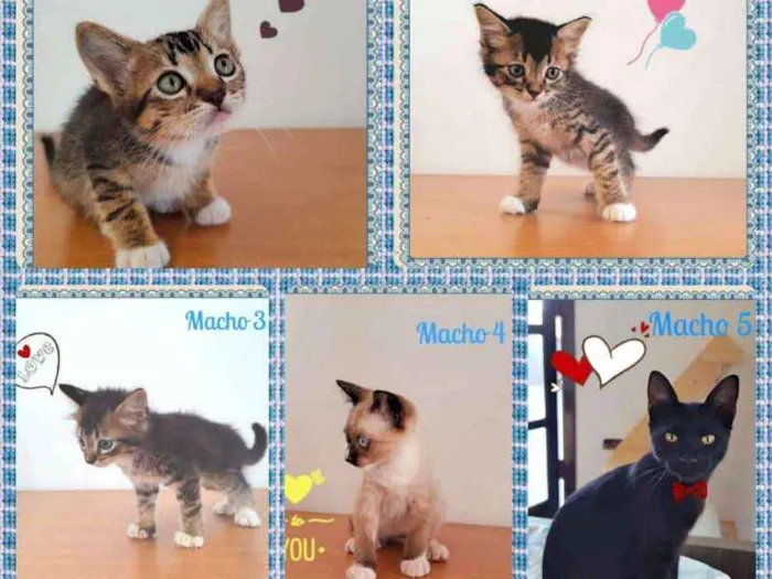 Gato ra a SRD idade 2 a 6 meses nome Machinhos