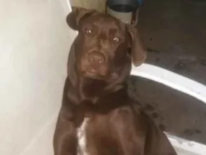 Cachorro raça Labrador idade 2 anos nome Bummer 