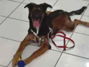 Cachorro raça Viralata idade 7 a 11 meses nome Diana