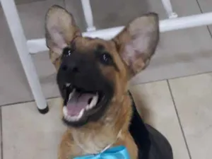 Cachorro raça srd idade 7 a 11 meses nome Thor