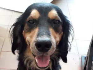 Cachorro raça srd idade 2 anos nome Pretinho
