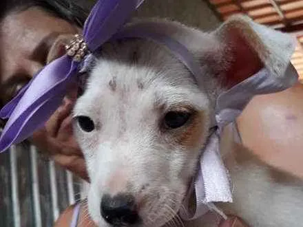 Cachorro ra a srd idade 2 a 6 meses nome filhote