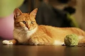 Gato ra a Viralatinhas idade 7 a 11 meses nome São mais de um