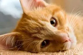 Gato ra a Viralatinhas idade 7 a 11 meses nome São mais de um