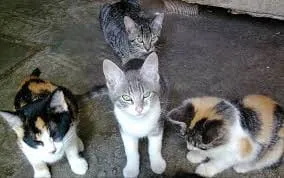 Gato ra a Viralatinhas idade 7 a 11 meses nome São mais de um