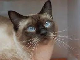 Gato ra a Viralatinhas idade 7 a 11 meses nome São mais de um