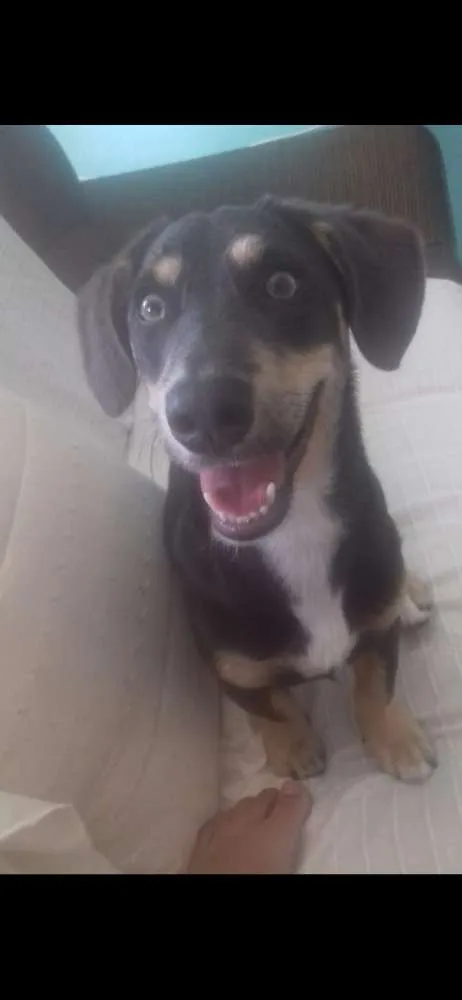 Cachorro ra a  idade 1 ano nome Marley 
