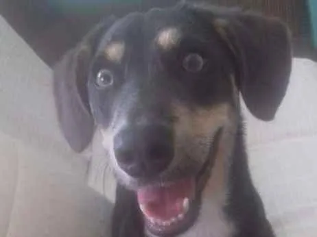 Cachorro ra a  idade 1 ano nome Marley 