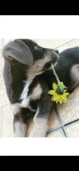 Marley 
