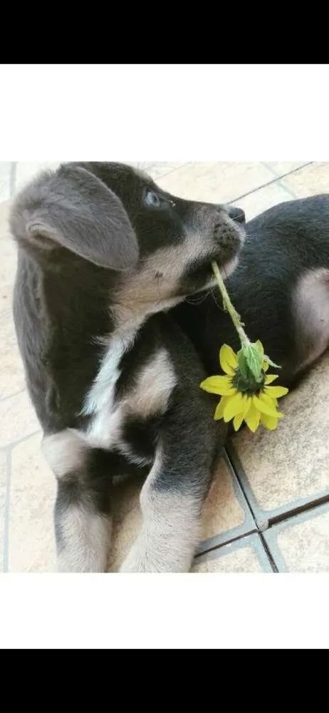 Cachorro ra a  idade 1 ano nome Marley 