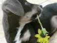Marley 