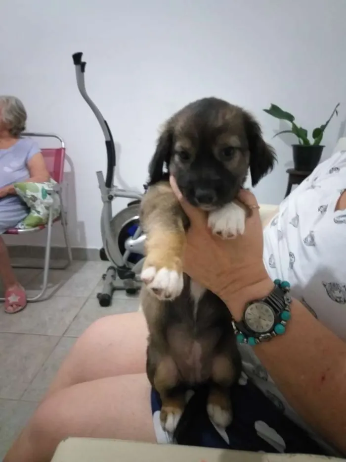 Cachorro ra a Mestiços de pincher idade 2 a 6 meses nome Sem nome