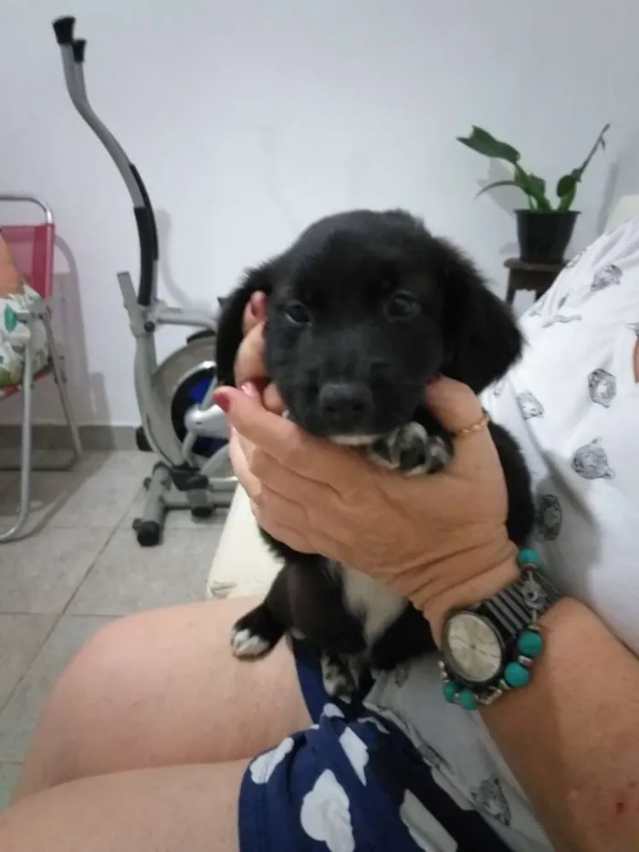 Cachorro ra a Mestiços de pincher idade 2 a 6 meses nome Sem nome