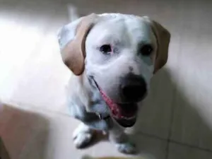 Cachorro raça Srd idade 2 a 6 meses nome Floquinho