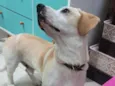 Cachorro raça Srd idade 2 a 6 meses nome Floquinho