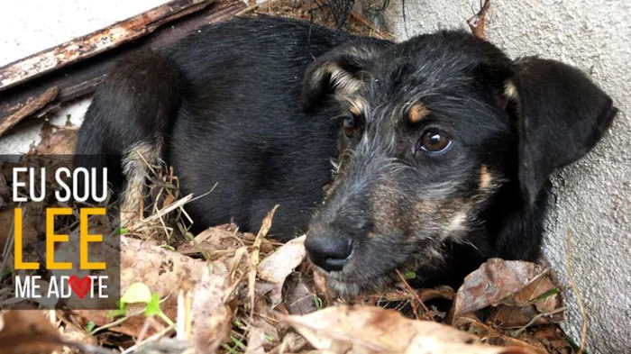 Cachorro raça SRD idade 2 a 6 meses nome Rita e Lee