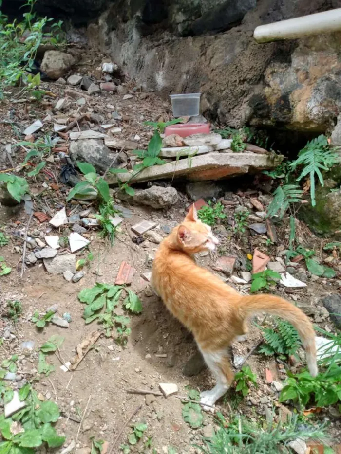 Gato raça SRD idade 2 a 6 meses nome Ikki