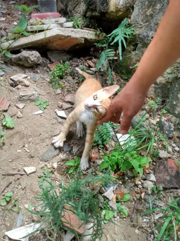Gato raça SRD idade 2 a 6 meses nome Ikki