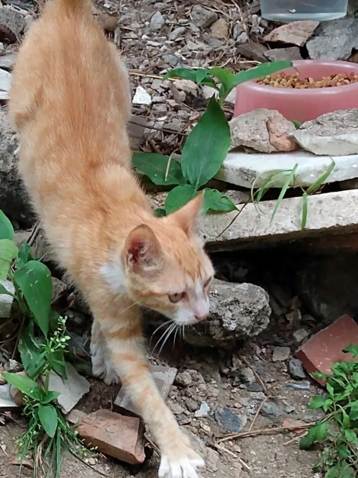 Gato raça SRD idade 2 a 6 meses nome Ikki