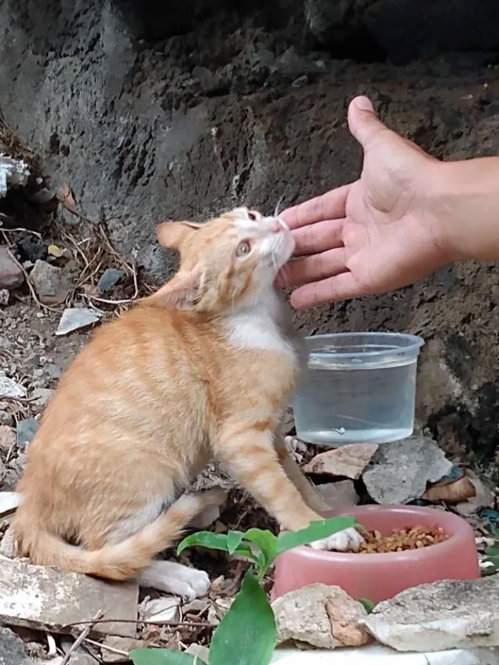 Gato raça SRD idade 2 a 6 meses nome Ikki