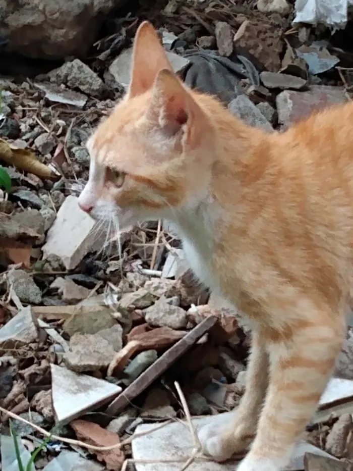 Gato raça SRD idade 2 a 6 meses nome Ikki
